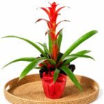 Guzmanya - Guzmania Cherry